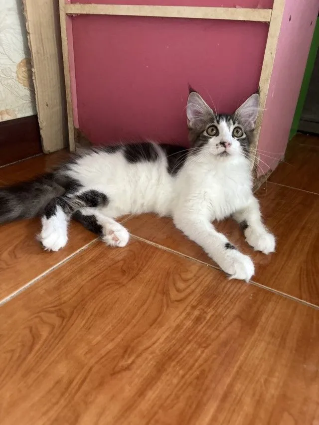 เมนคูนแท้