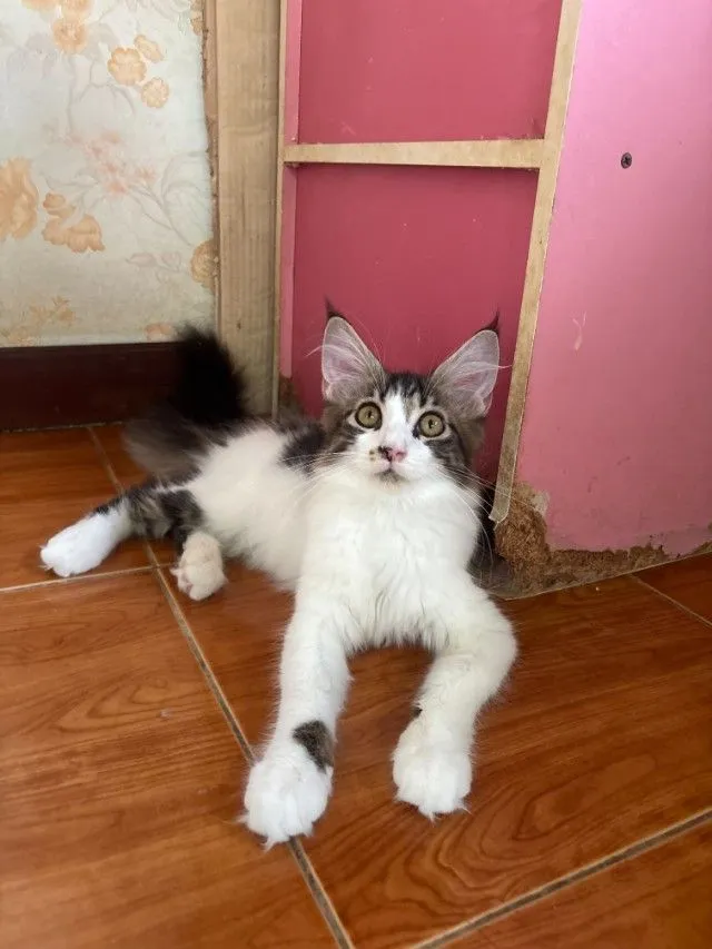 เมนคูนแท้