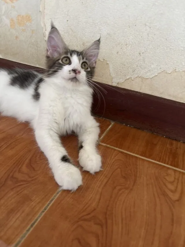 เมนคูนแท้