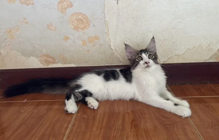 เมนคูนแท้