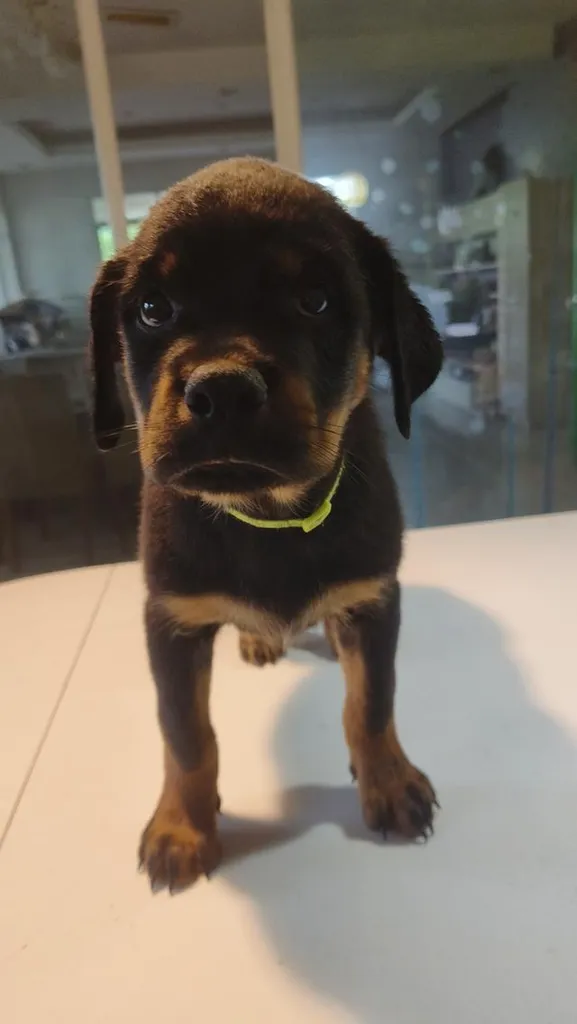 ลูกสุนัข ร๊อตไวเลอร์ rottweiler puppies อายุ 90 วัน ตัวใหญ่มาก