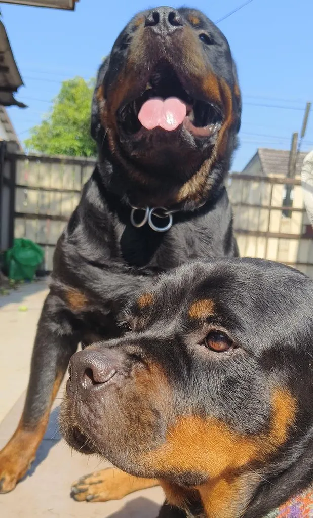 ลูกสุนัข ร๊อตไวเลอร์ rottweiler puppies อายุ 90 วัน ตัวใหญ่มาก