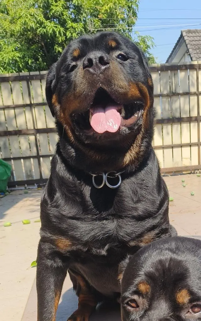 ลูกสุนัข ร๊อตไวเลอร์ rottweiler puppies อายุ 90 วัน ตัวใหญ่มาก