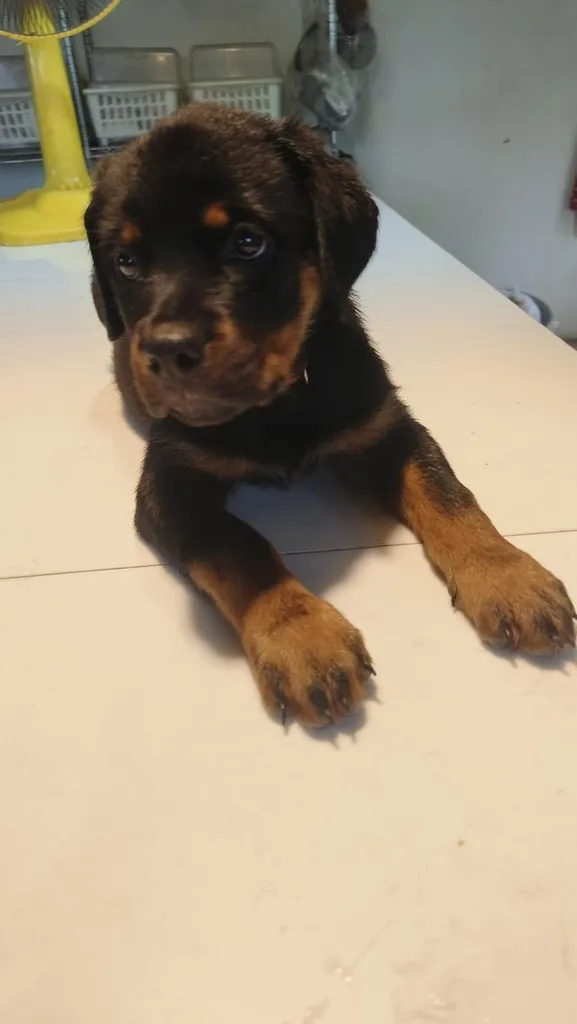 ลูกสุนัข ร๊อตไวเลอร์ rottweiler puppies อายุ 90 วัน ตัวใหญ่มาก