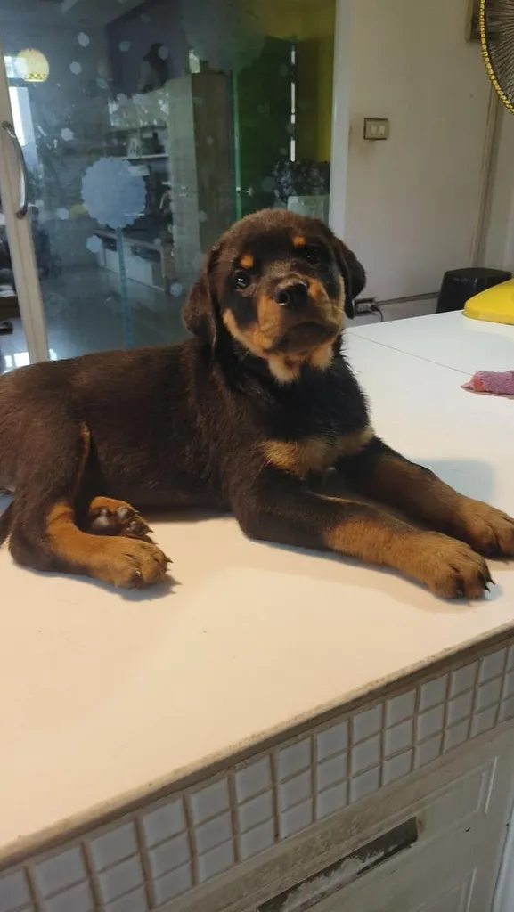 ลูกสุนัข ร๊อตไวเลอร์ rottweiler puppies อายุ 90 วัน ตัวใหญ่มาก