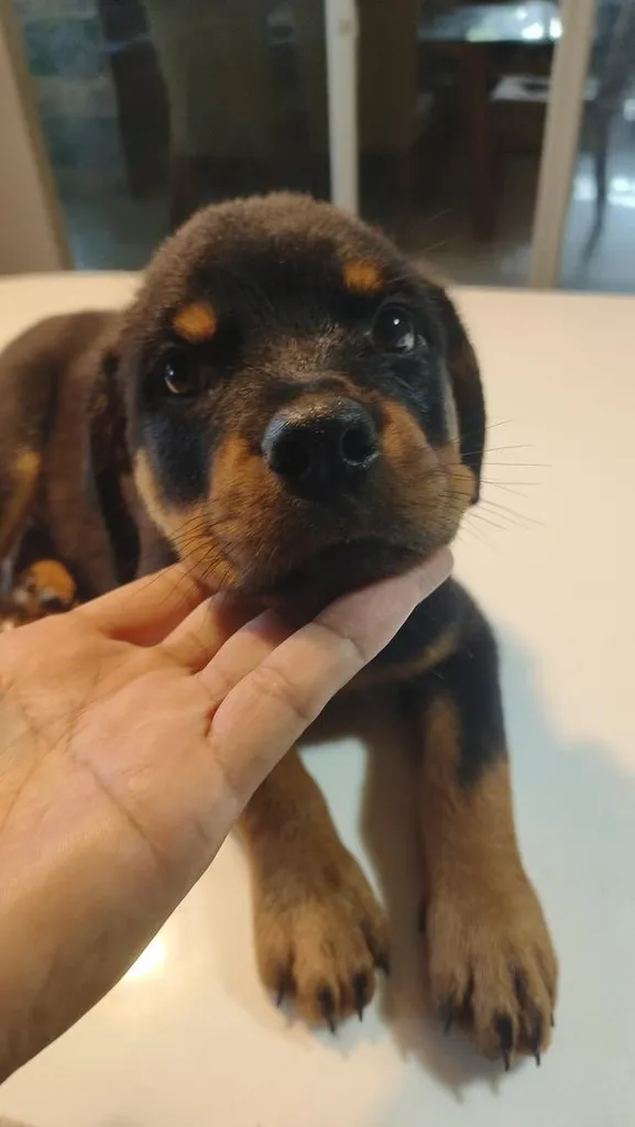 ลูกสุนัข ร๊อตไวเลอร์ rottweiler puppies อายุ 90 วัน ตัวใหญ่มาก