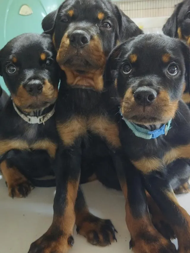 ลูกสุนัข ร๊อตไวเลอร์ rottweiler puppies อายุ 90 วัน ตัวใหญ่มาก