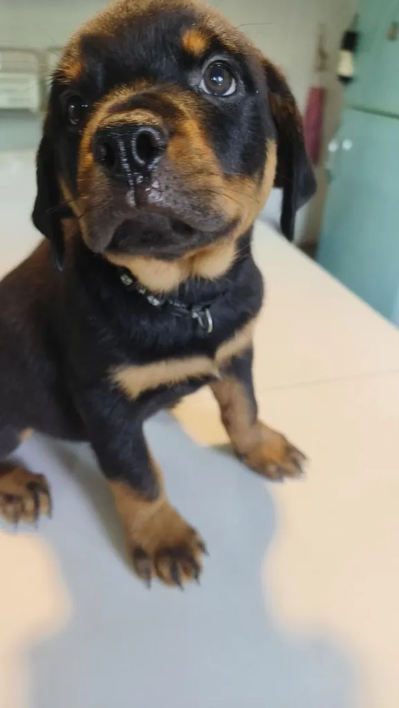 ลูกสุนัข ร๊อตไวเลอร์ rottweiler puppies อายุ 90 วัน ตัวใหญ่มาก