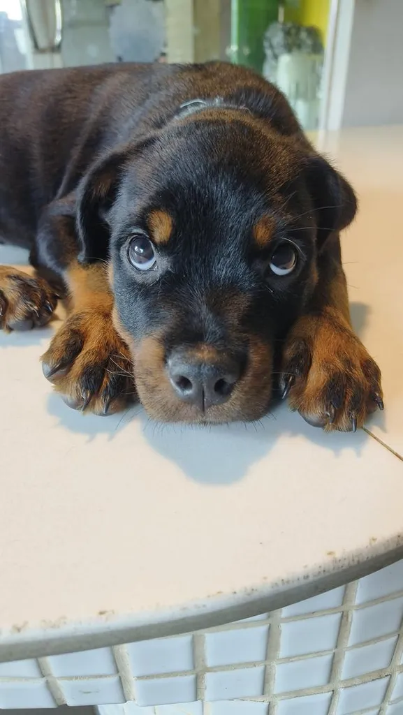 ลูกสุนัข ร๊อตไวเลอร์ rottweiler puppies อายุ 90 วัน ตัวใหญ่มาก