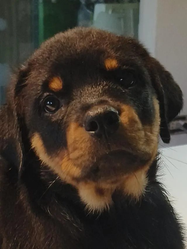 ลูกสุนัข ร๊อตไวเลอร์ rottweiler puppies อายุ 90 วัน ตัวใหญ่มาก