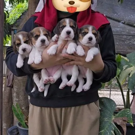 ลูกสุนัขบีเกิ้ล
