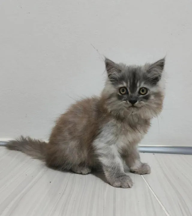 แมวเปอร์เซียแท้ น่ารักๆ