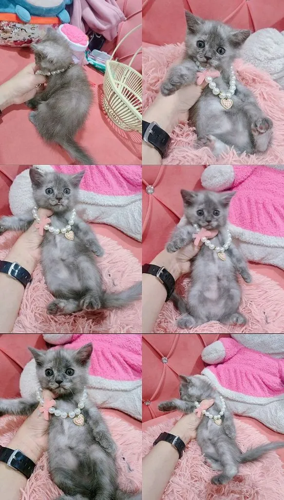 สก็อตติช พร้อมย้าย หญิง-ชาย เทา ขาว ส้ม 🏠🏡😻🙏
