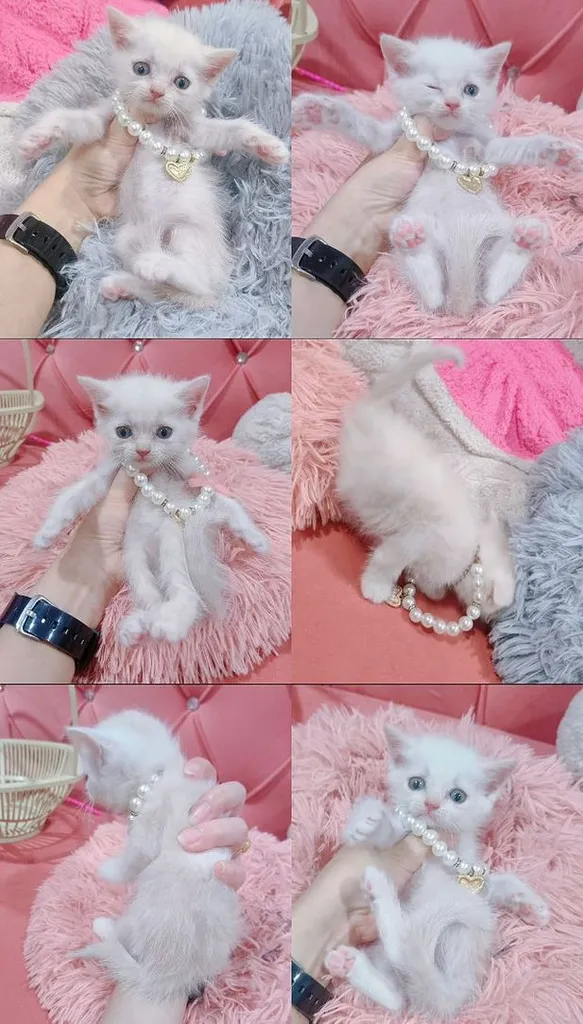 สก็อตติช พร้อมย้าย หญิง-ชาย เทา ขาว ส้ม 🏠🏡😻🙏
