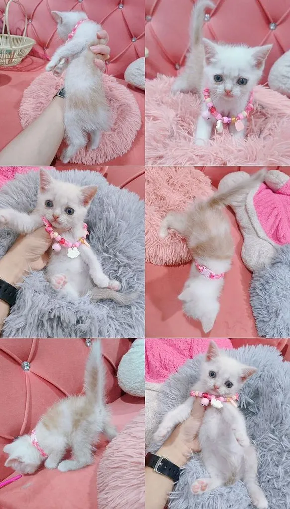 สก็อตติช พร้อมย้าย หญิง-ชาย เทา ขาว ส้ม 🏠🏡😻🙏