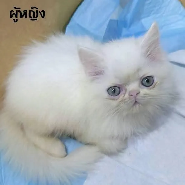 ขายแมวเปอร์เซียแท้ พระรามสองเทียนทะเลกทม1900บาท