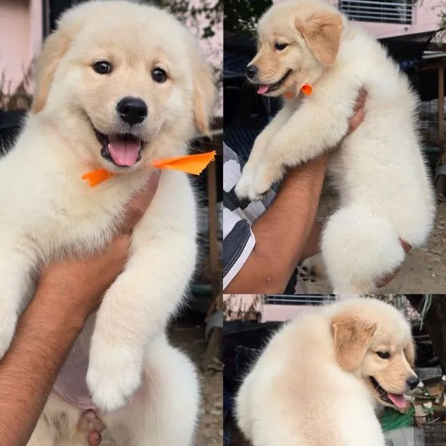 ลูกสุนัขซามอยด์-โกลเด้น
