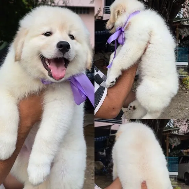 ลูกสุนัขซามอยด์-โกลเด้น