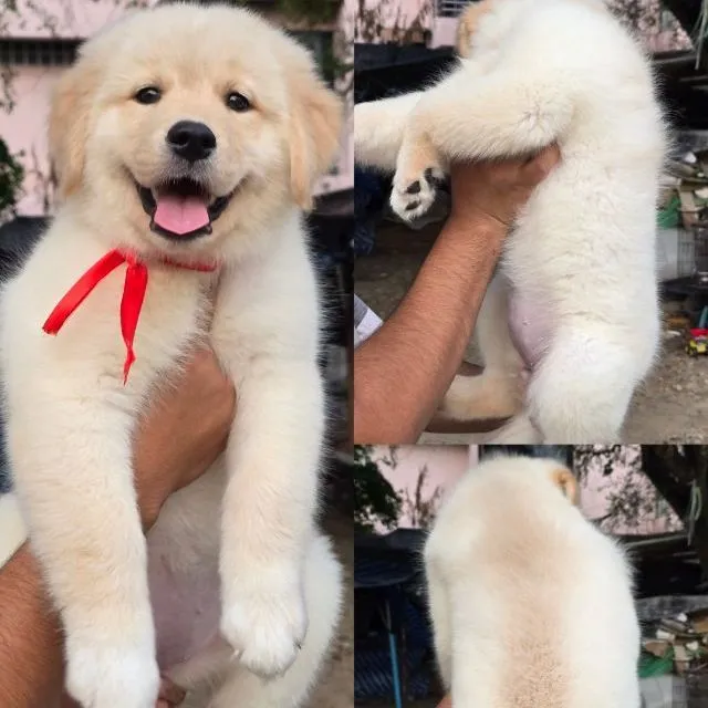 ลูกสุนัขซามอยด์-โกลเด้น