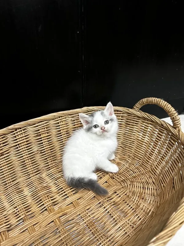 น้องใหม่ไฟแรงค้าบ Scottish fold💯💯