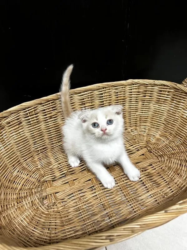 น้องใหม่ไฟแรงค้าบ Scottish fold💯💯