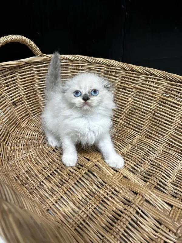 น้องใหม่ไฟแรงค้าบ Scottish fold💯💯
