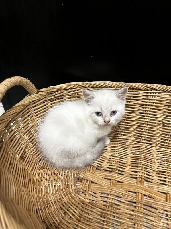น้องใหม่ไฟแรงค้าบ Scottish fold💯💯