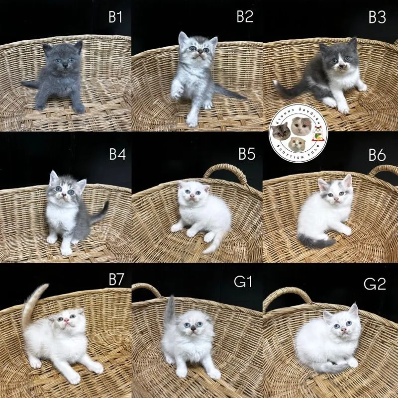 น้องใหม่ไฟแรงค้าบ Scottish fold💯💯