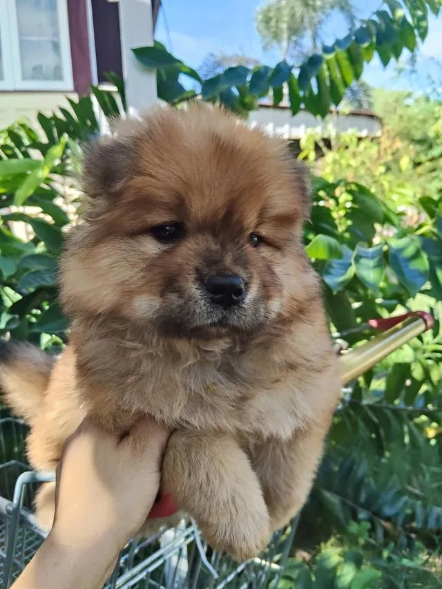 เชาเชาสุนัขพันธุ์เชาเชา
