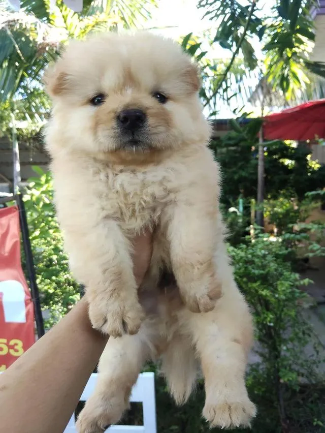 เชาเชาสุนัขพันธุ์เชาเชา