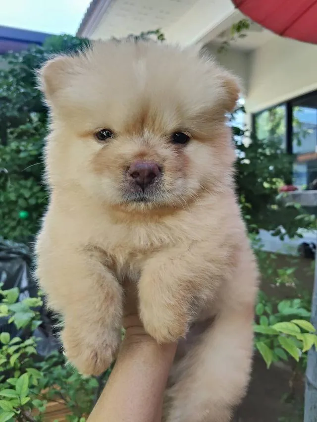 เชาเชาสุนัขพันธุ์เชาเชา