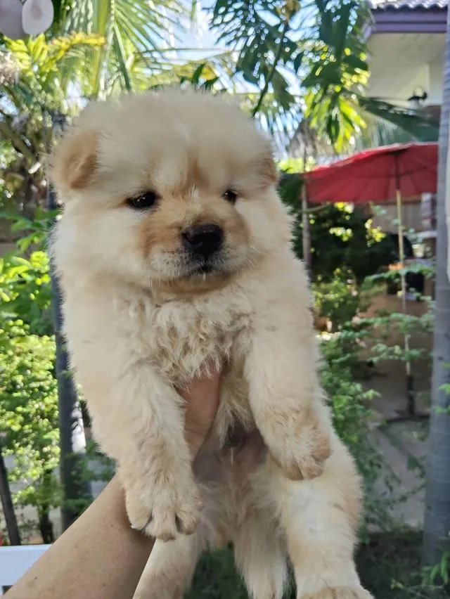 เชาเชาสุนัขพันธุ์เชาเชา