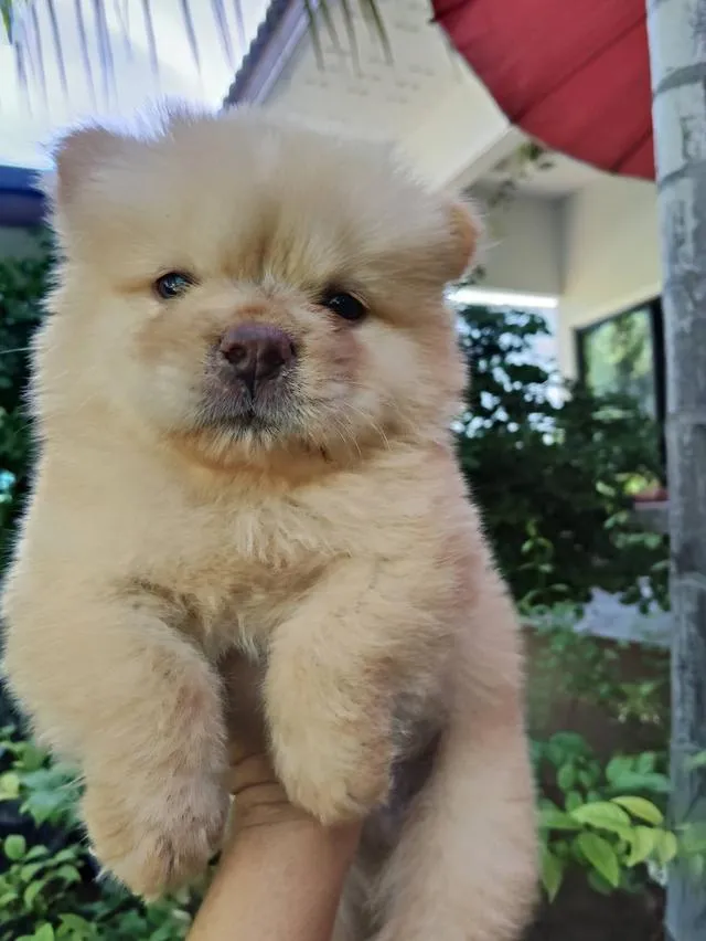 เชาเชาสุนัขพันธุ์เชาเชา
