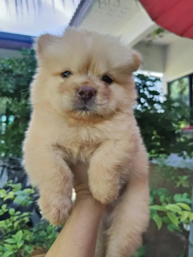 เชาเชาสุนัขพันธุ์เชาเชา