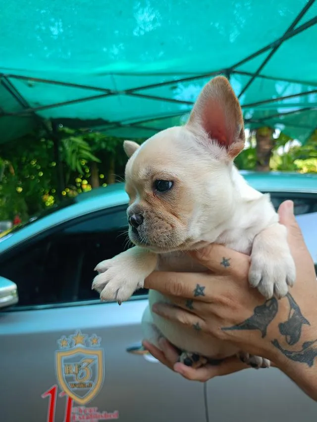 สุนัขพันธุ์เฟรนช์บูล็อก