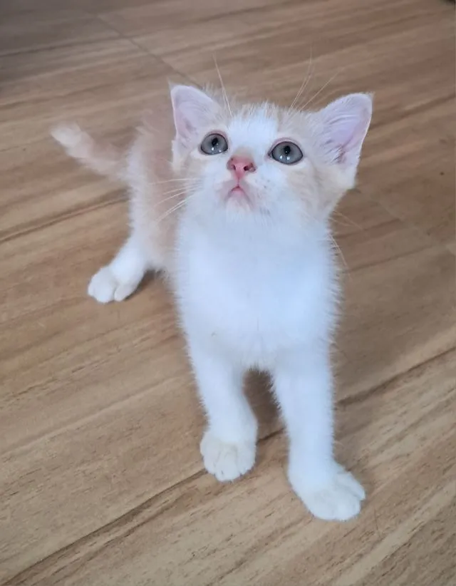 ลูกแมว scottish Fold