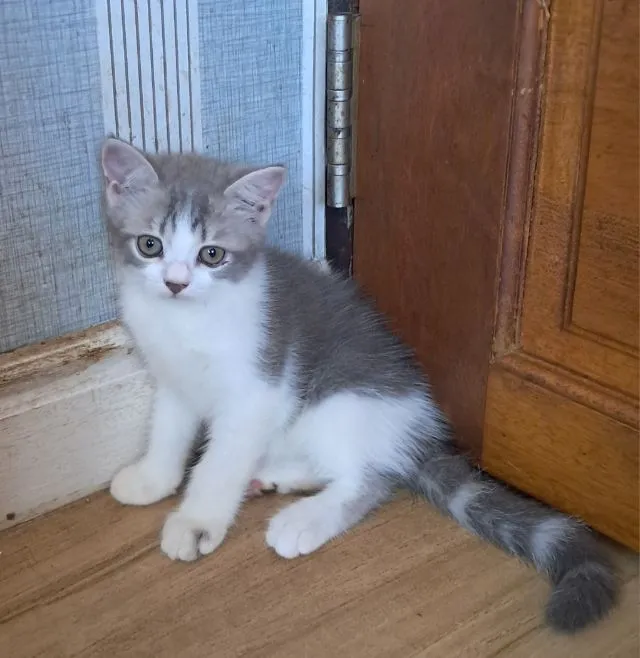 ลูกแมว scottish Fold