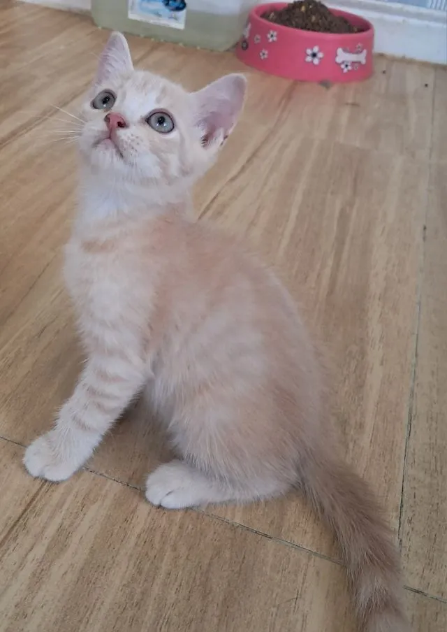 ลูกแมว scottish Fold