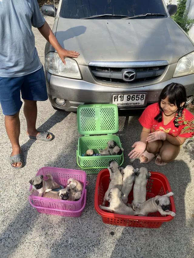 ลูกสุนัขพันธุ์ปั๊กอายุ 45 วันถึง 60 วัน