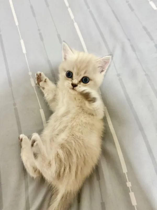 แมวลูกผสมระหว่าง บริติช(แม่) ผสม สก็อตติช(พ่อ)