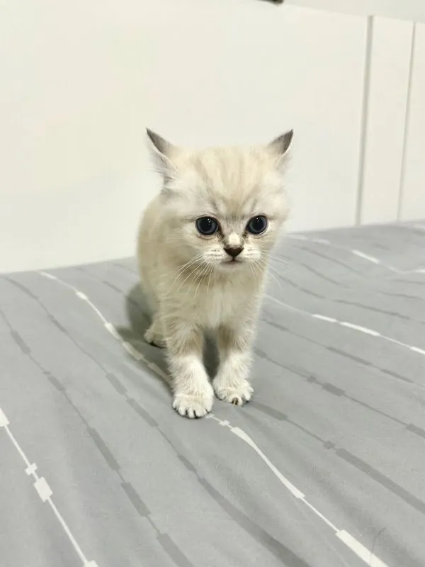 แมวลูกผสมระหว่าง บริติช(แม่) ผสม สก็อตติช(พ่อ)
