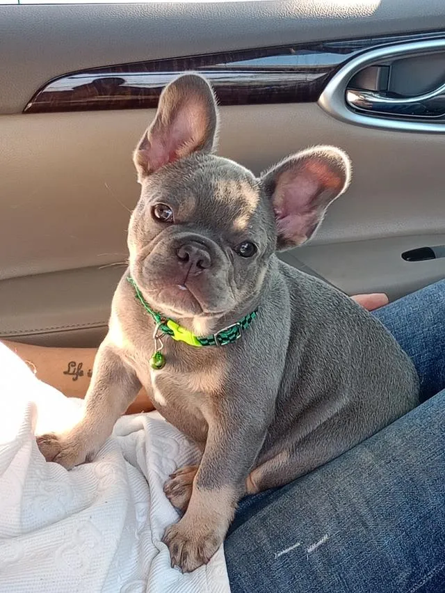 อ้ายสุนัขพันธุ์french bullock