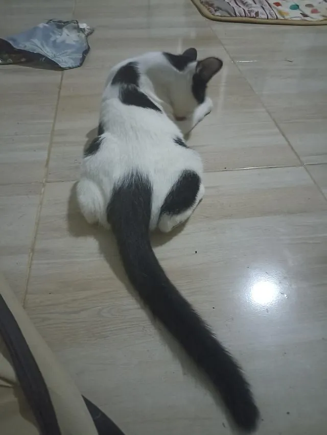 แมว พันธุ์ผสม น่ารักๆ