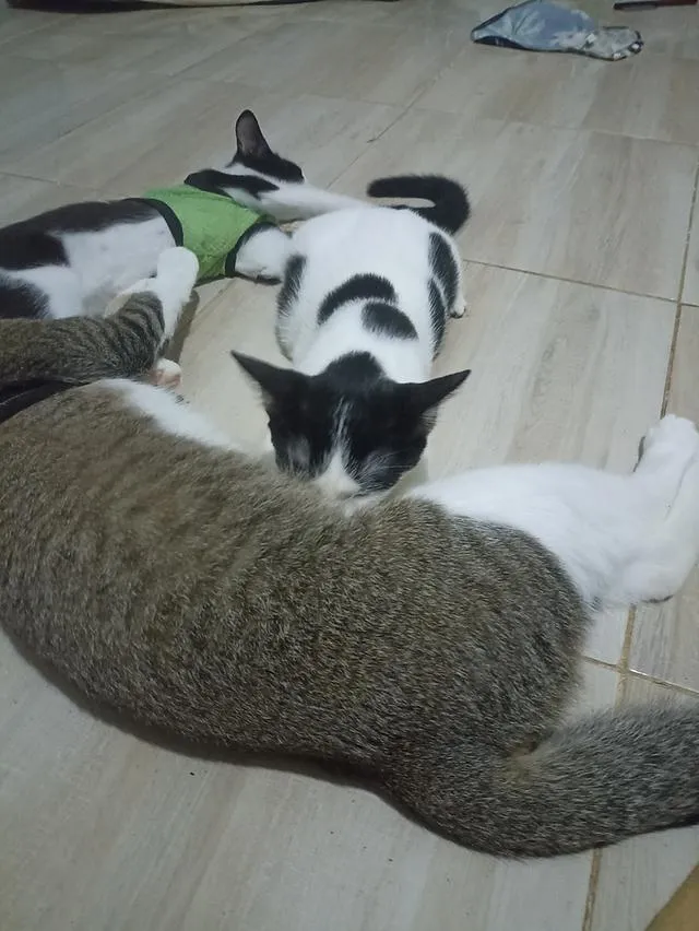 แมว พันธุ์ผสม น่ารักๆ