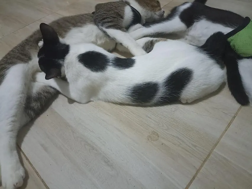 แมว พันธุ์ผสม น่ารักๆ
