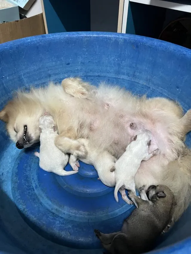 ลูกสุนัขปอมเปอเรเนียน