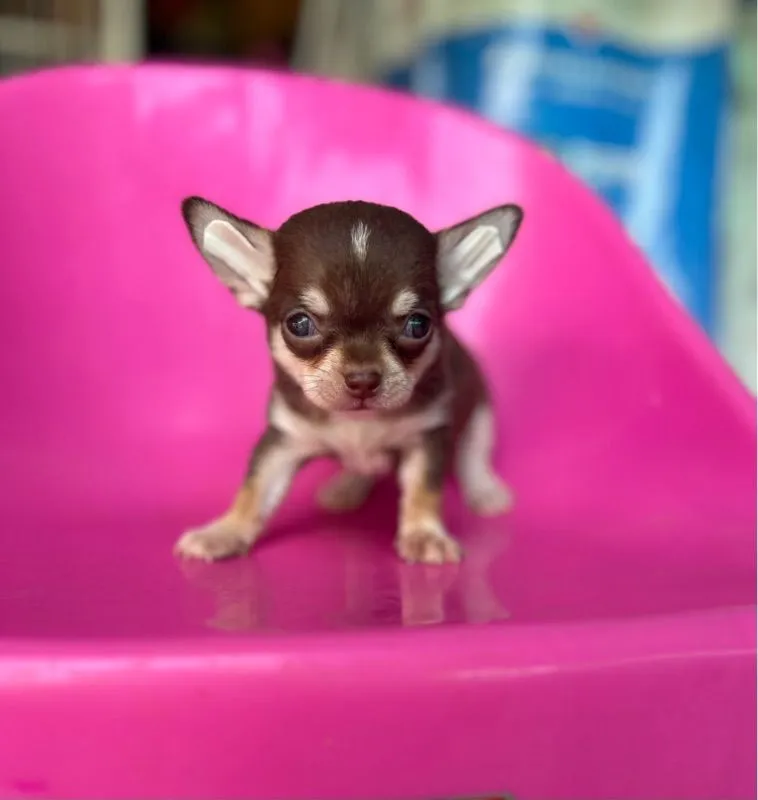 ลุกชิวาวาขนสั้นทีคัพผุ้