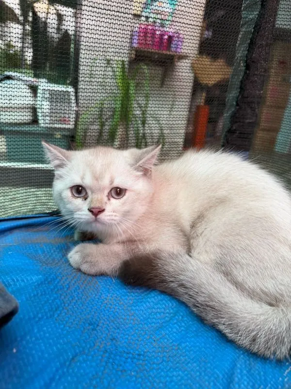 แมวบริติช ชอร์ตแฮร์