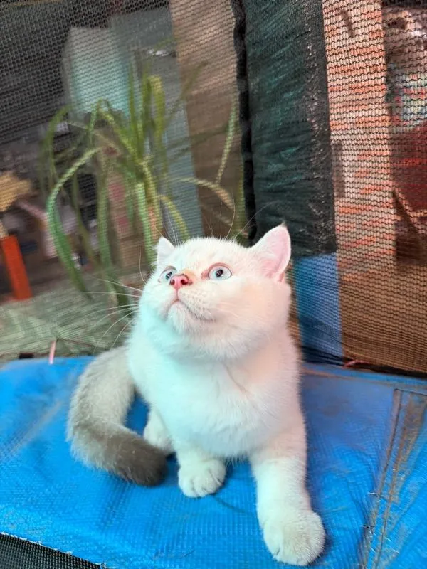 แมวบริติช ชอร์ตแฮร์