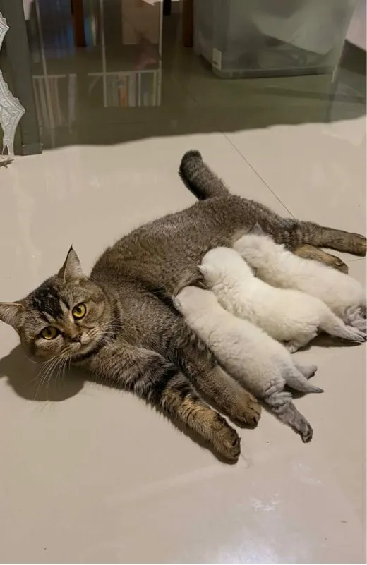 แมวบริติช ชอร์ตแฮร์